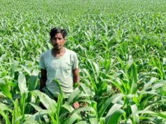 धान के बजाय मक्का से बढ़ा मुनाफा : किसान मालती मोहन बने उन्नत खेती की मिसाल…..