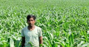 धान के बजाय मक्का से बढ़ा मुनाफा : किसान मालती मोहन बने उन्नत खेती की मिसाल…..