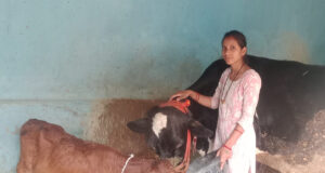 मेडिकल लैब से माटी तक, आरती ने पशुधन से लिखी सफलता की नई कहानी, अच्छी नौकरी छोड़ गांव में रचा आत्मनिर्भरता का मॉडल….