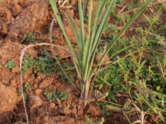 लेमनग्रास -किसानों के लिए कम पानी में ज्यादा कमाई का साधन, ‘अब्दुल कलाम’ किस्म बनी उम्मीद की नई किरण….