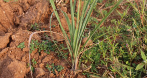 लेमनग्रास -किसानों के लिए कम पानी में ज्यादा कमाई का साधन, ‘अब्दुल कलाम’ किस्म बनी उम्मीद की नई किरण….