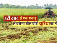 हरी खाद- खेती में बढ़ेगा उत्पादन, मिट्टी की सेहत होगी बेहतर….