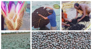 छत्तीसगढ़ में मखाना उत्पादन को प्रोत्साहन, योजना का तेजी के साथ हो रहा है क्रियान्वयन, धमतरी, बालोद, महासमुंद और गरियाबंद जिलों में शुरू हुई मखाना विकास योजना, 178 लाख की राशि स्वीकृत….