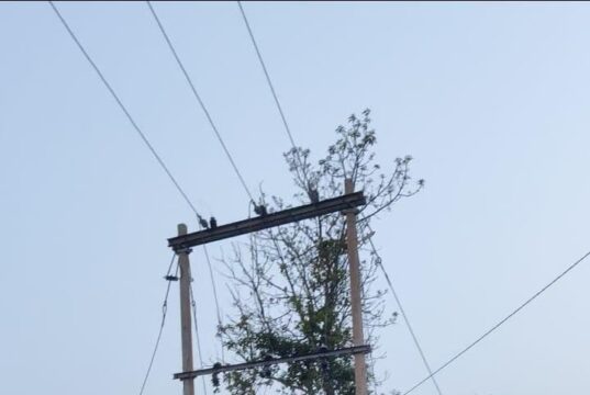 दशकों का अंधेरा छँटा: ‘नियद नेल्लानार योजना’ से जगमगाए नारायणपुर के वनांचल गांव….
