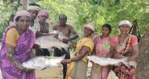 विष्णु भैया की पहल से तालाब बना महिलाओं की तरक्की का आधार, मछली पालन से सशक्त हुईं मनोरा और दुलदुला की महिलाएं, लाखों की आय से बदली जीवन की तस्वीर…..