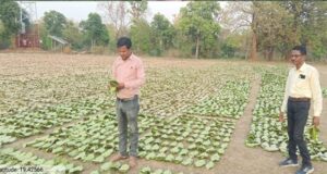 तेन्दूपत्ता संग्रहण की नई पहल से अबुझमाड़ के 22 गांवों को मिला लाभ, गांव के पास खुला फड़, 365 संग्राहकों को मिला सीधा आर्थिक लाभ….