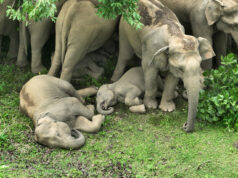 उदंती-सीतानदी में शुरू हुआ स्मार्ट सर्विलांस सिस्टम -एआई तकनीक से वन और वन्यजीवों की 24X7 निगरानी….
